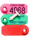 Perma-Flex Sheep Tag Female w/ stud - Blank Examples